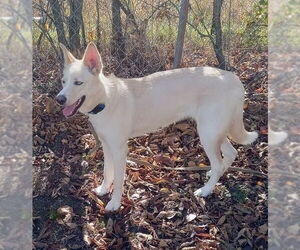 German Shepherd Dog-Siberian Husky Mix Dogs for adoption in Fort Wayne, IN, USA