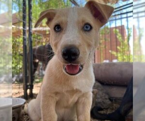 Siberian Husky Dogs for adoption in Phoenix, AZ, USA