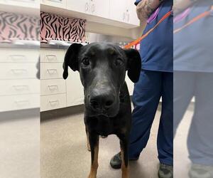 Doberman Pinscher-Great Dane Mix Dogs for adoption in HESPERIA, CA, USA