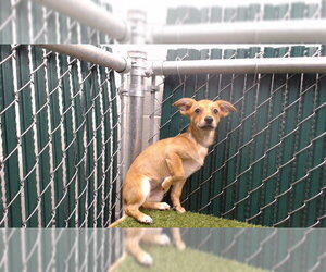 Chihuahua-Unknown Mix Dogs for adoption in Downey, CA, USA