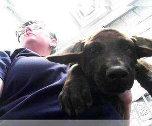 Great Dane-Unknown Mix Dogs for adoption in Tulsa, OK, USA