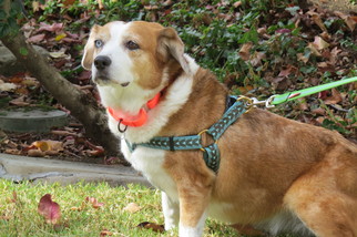 Beagi Dogs for adoption in Santa Monica, CA, USA