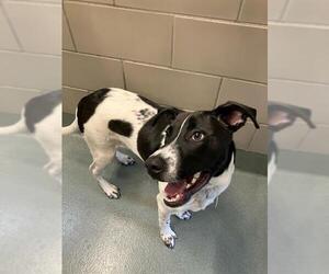 Labrador Retriever-Unknown Mix Dogs for adoption in Baytown, TX, USA