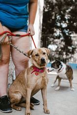 Pembroke Welsh Corgi Dogs for adoption in See Website, CA, USA
