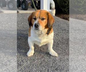 Beagi Dogs for adoption in Lewisburg, WV, USA