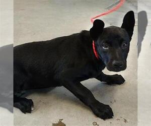 German Shepherd Dog-Unknown Mix Dogs for adoption in Camarillo, CA, USA