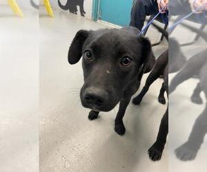 Labrador Retriever-Unknown Mix Dogs for adoption in Waco, TX, USA