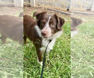 Border Collie-Unknown Mix Dogs for adoption in Paso Robles, CA, USA