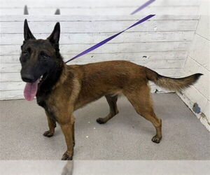 Mutt Dogs for adoption in San Bernardino, CA, USA