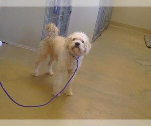 Poodle (Miniature)-Unknown Mix Dogs for adoption in Sacramento, CA, USA