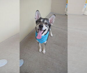Huskies -Unknown Mix Dogs for adoption in McKinney, TX, USA