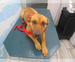 Black Mouth Cur Dogs for adoption in Mobile, AL, USA