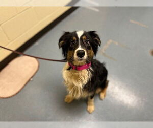 Australian Shepherd Dogs for adoption in Denver, CO, USA