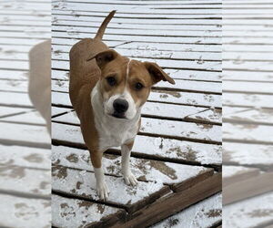 American Staffordshire Terrier-Unknown Mix Dogs for adoption in San Antonio, TX, USA