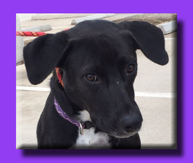 Labrador Retriever-Unknown Mix Dogs for adoption in Wakefield, RI, USA