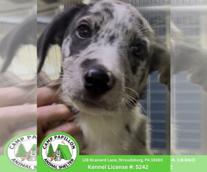 Border Collie-Unknown Mix Dogs for adoption in Stroudsburg, PA, USA