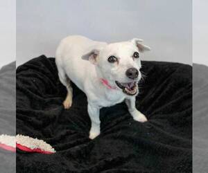 Jack Russell Terrier Dogs for adoption in Kennesaw, GA, USA