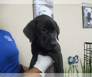 Labrador Retriever-Unknown Mix Dogs for adoption in Ocala, FL, USA