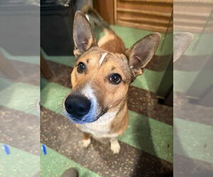 Mutt Dogs for adoption in Germantown, OH, USA