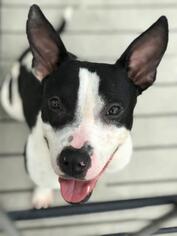 Bull Terrier-Unknown Mix Dogs for adoption in Bradenton, FL, USA