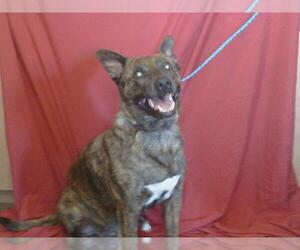 Dutch Shepherd -Unknown Mix Dogs for adoption in Sacramento, CA, USA