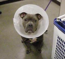 Boxer Dogs for adoption in Colfax, IL, USA
