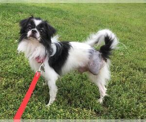 Japanese Chin Dogs for adoption in Fargo, ND, USA