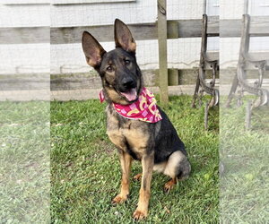 German Shepherd Dog-Unknown Mix Dogs for adoption in Spring Lake, NJ, USA