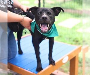 Plott Hound-Unknown Mix Dogs for adoption in San Antonio, TX, USA