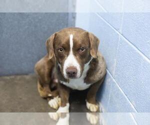 American Pit Bull Terrier-Unknown Mix Dogs for adoption in Mountain Home, AR, USA