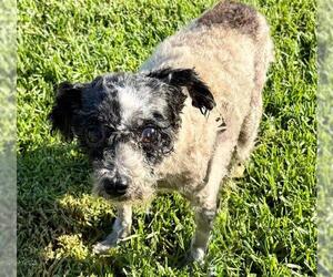 Poodle (Miniature) Dogs for adoption in Camarillo, CA, USA