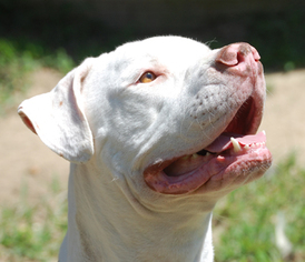 American Bulldog Dogs for adoption in Garner, NC, USA