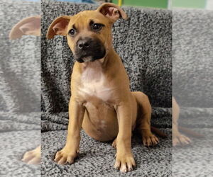 American Staffordshire Terrier-Boxer Mix Dogs for adoption in Talladega, AL, USA