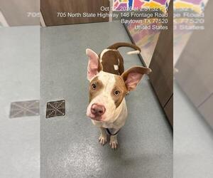 Medium Photo #1 Mutt Puppy For Sale in Baytown, TX, USA