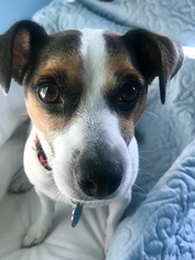 Jack Russell Terrier Dogs for adoption in Myrtle Beach, SC, USA