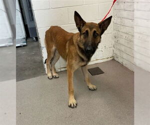 Mutt Dogs for adoption in San Bernardino, CA, USA