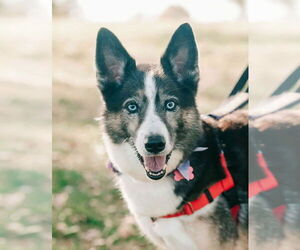 Siberian Husky-Unknown Mix Dogs for adoption in Matawan, NJ, USA