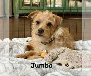 Lhasa Apso-Norfolk Terrier Mix Dogs for adoption in Cave Creek, AZ, USA