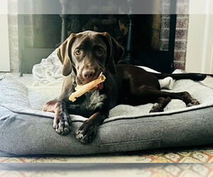 German Shorthaired Pointer Dogs for adoption in Forest, VA, USA