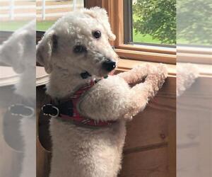 Bichon Frise Dogs for adoption in St. Louis Park, MN, USA