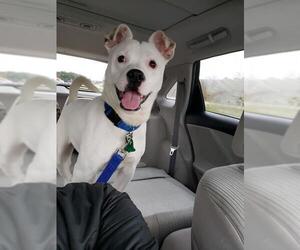 Jug Dogs for adoption in Scottsboro, AL, USA