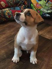 Jack Russell Terrier Dogs for adoption in Westminster, MD, USA