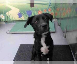 Borador Dogs for adoption in Waco, TX, USA