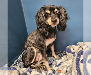 Poodle (Miniature)-Unknown Mix Dogs for adoption in Camarillo, CA, USA