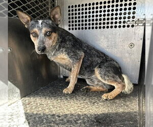 Texas Heeler Dogs for adoption in HESPERIA, CA, USA