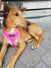 Pharaoh Hound Dogs for adoption in Bronx, NY, USA
