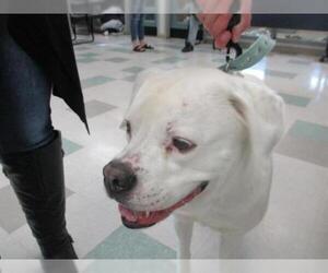 Boxer Dogs for adoption in Oklahoma City, OK, USA