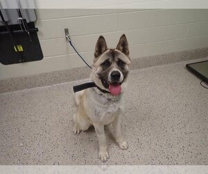 Akita Dogs for adoption in Brighton, CO, USA