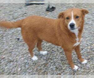 Mutt Dogs for adoption in Cabool, MO, USA