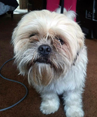 Shih Tzu Dogs for adoption in Antioch, CA, USA